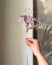 Celestial lily blush 2.webp