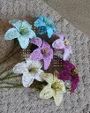 Lily all 2.webp