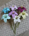 Lily all 1.webp