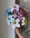 Lily all 3.webp