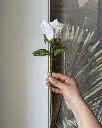 Thai rose detail.webp