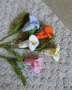 Calla lily all 2.webp