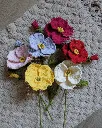 Corn poppy all 1.webp