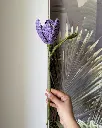 Open tulip 12.webp