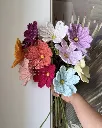 Cosmos all 3.webp