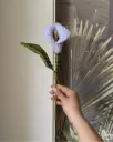 Calla lily