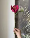 Open tulip