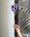 Open tulip