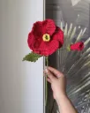Corn poppy with bud