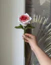 Thai rose