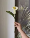 Calla lily
